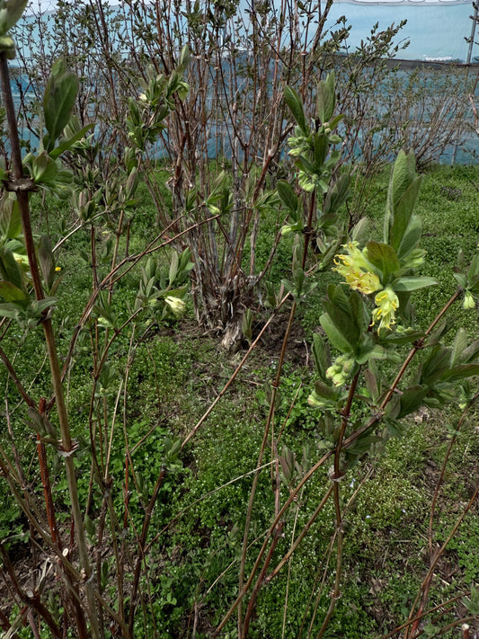 春、畑に灯る妖精のランタン 〜ハニーベリーの開花が告げる季節の始まり〜