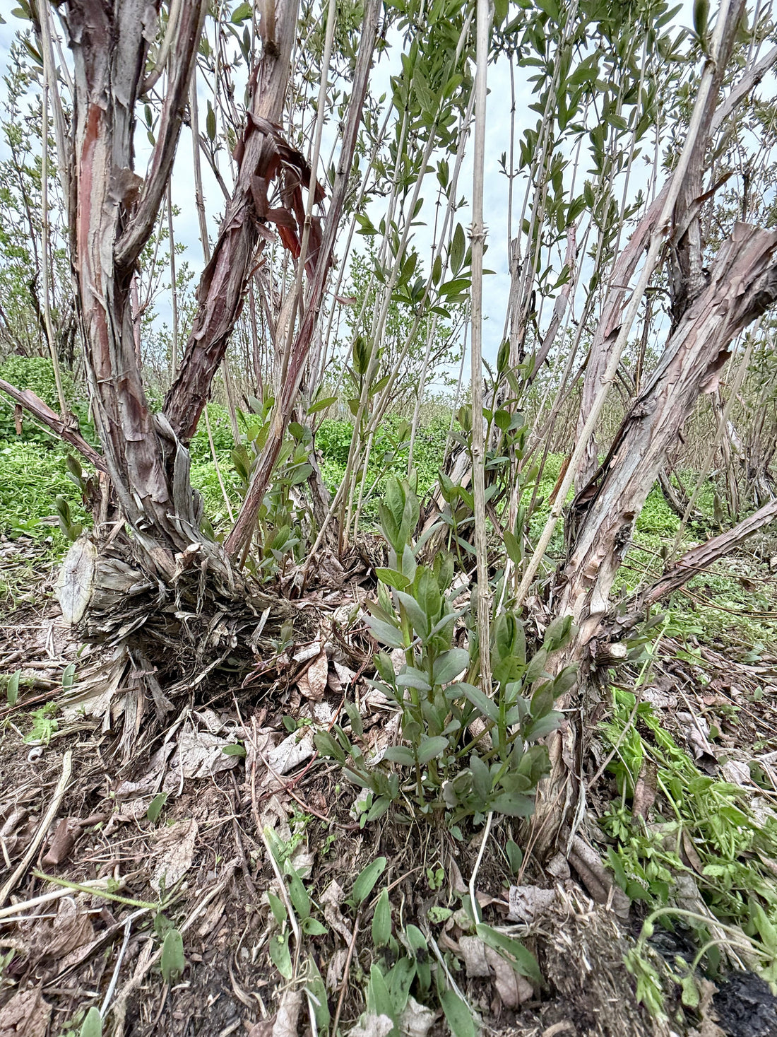 草との戦い、そして「ひこばえ」と女王バチの物語