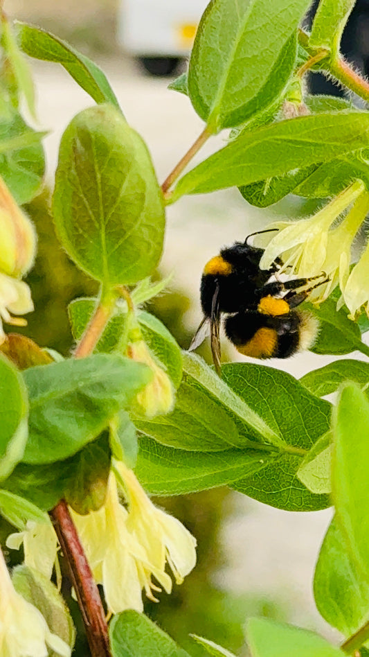 ハニーベリーの“恋のキューピッド”