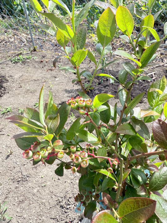 苗木の未来へ託す、涙の摘果