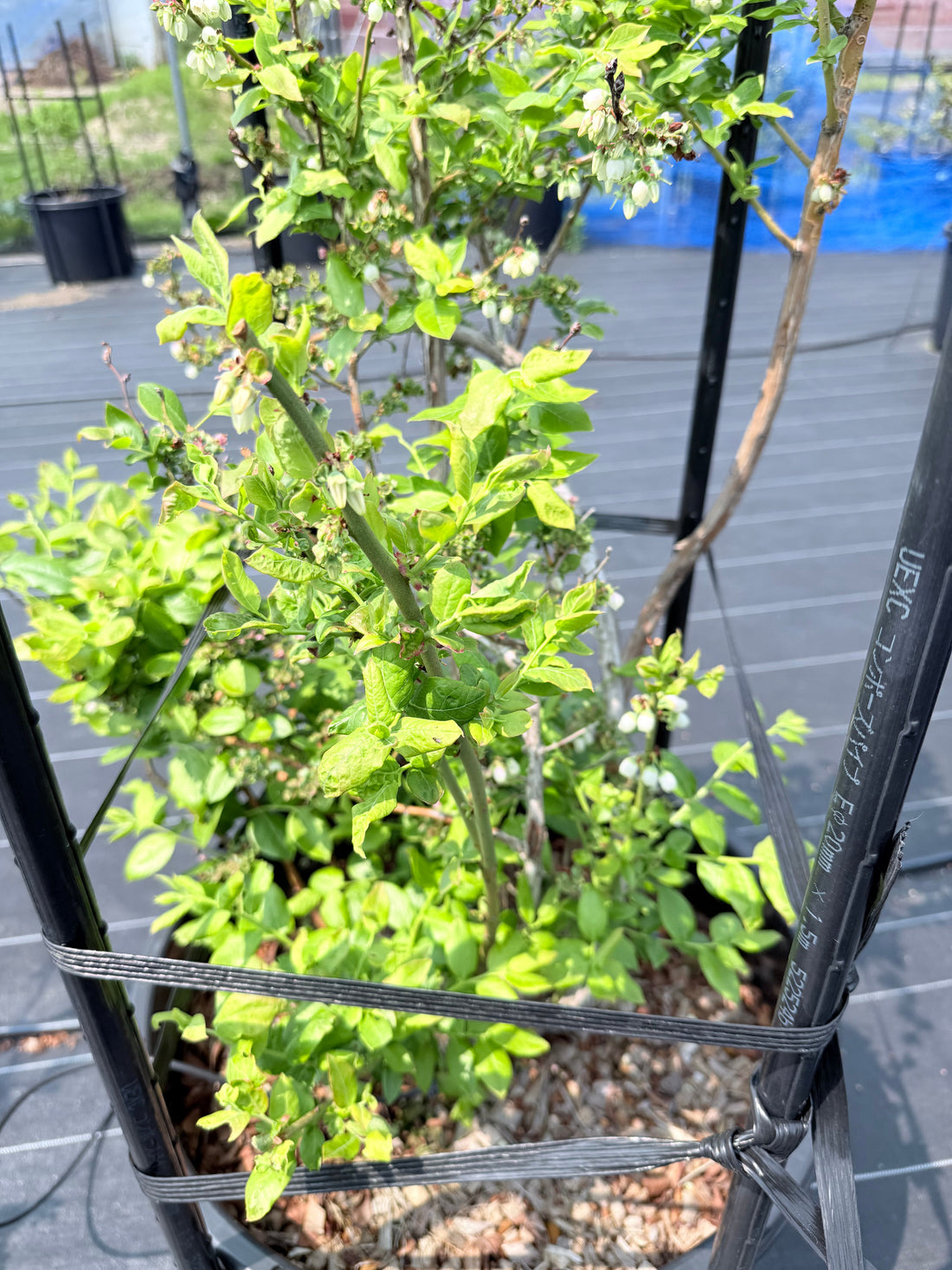 鉢植えブルーベリーがひらく、新しい農園のかたち