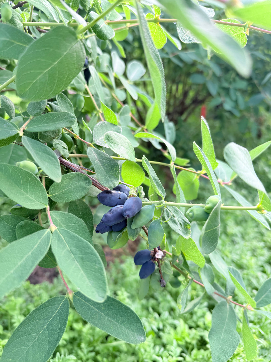 剪定の甘さがもたらすもの