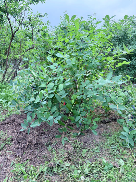 草刈り3回戦と“ゆうしげ”の枝起こし