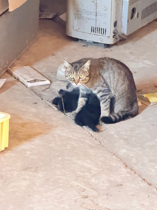 倉庫で生まれた子猫