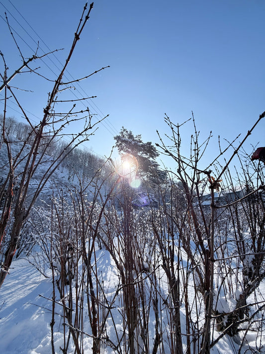 厚真のハスカップが「大粒で美味しい」納得の理由