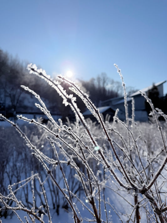 ハスカップはまるで小学校！？