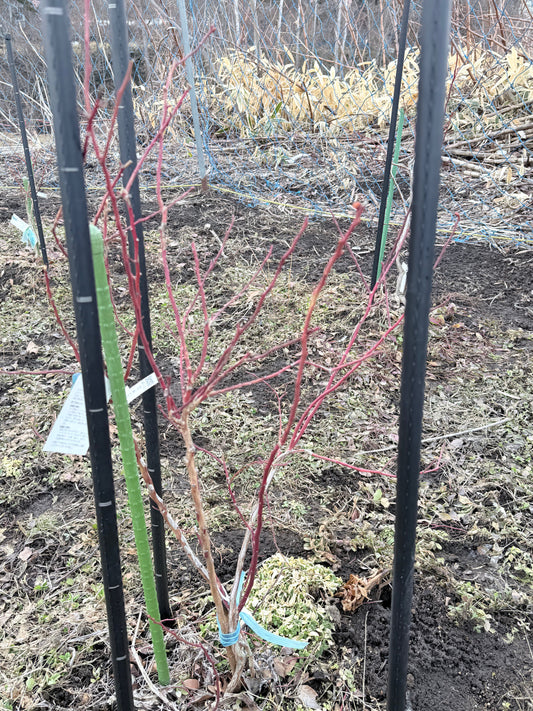 マイナス20度を越えて