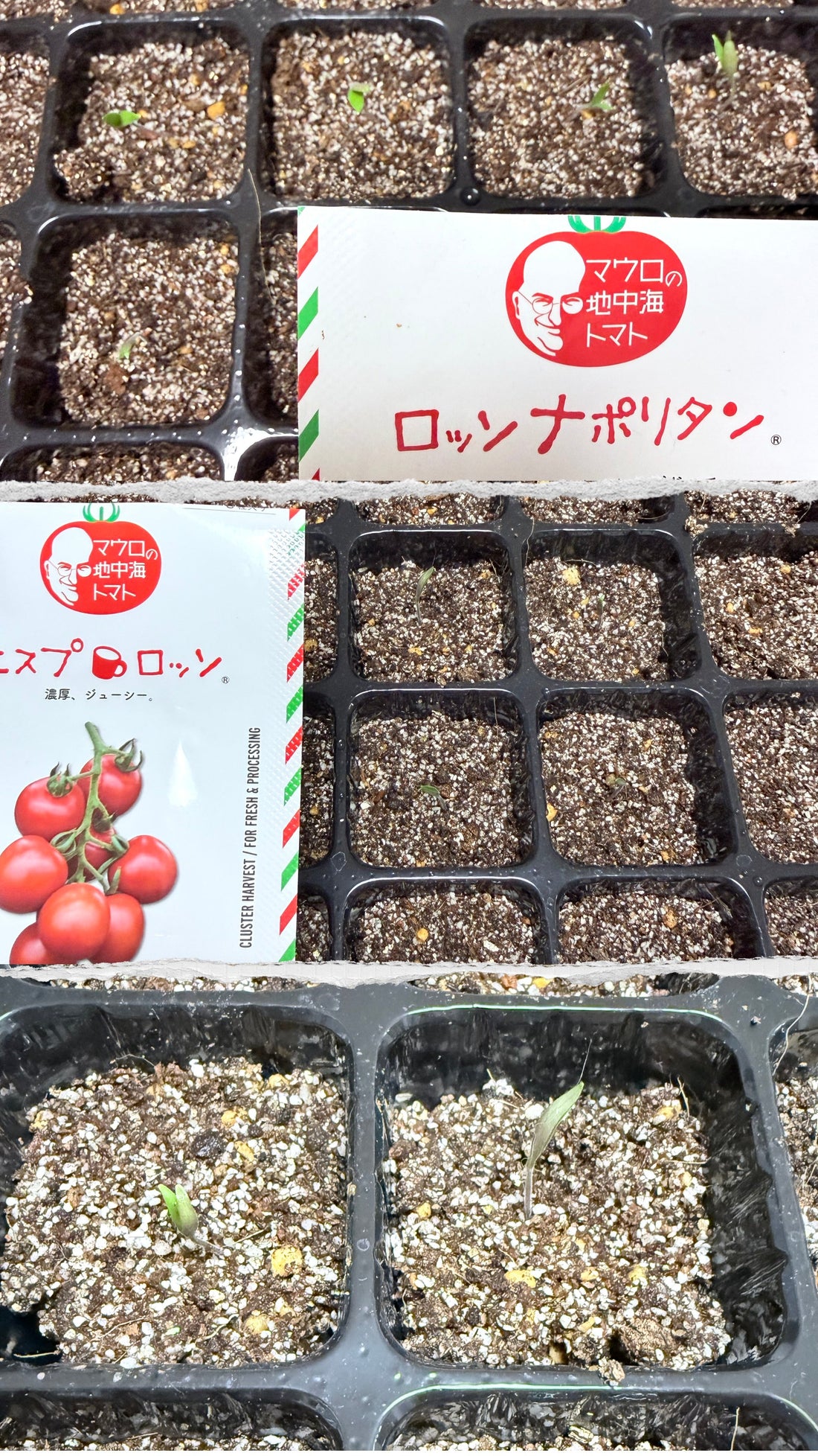 48粒の「箱入り娘」