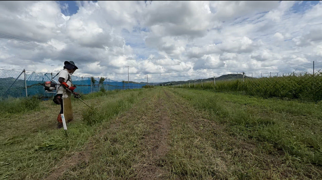 【草刈りは“収穫の下ごしらえ”】
