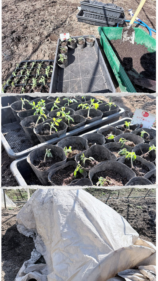 【トマトの引越し】