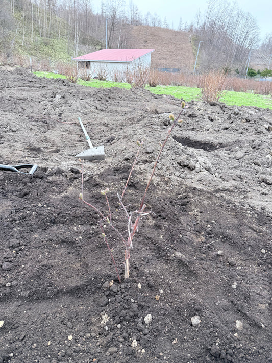 ハスカップ若苗のお引越し