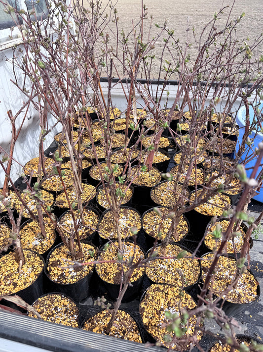 ハスカップの苗木