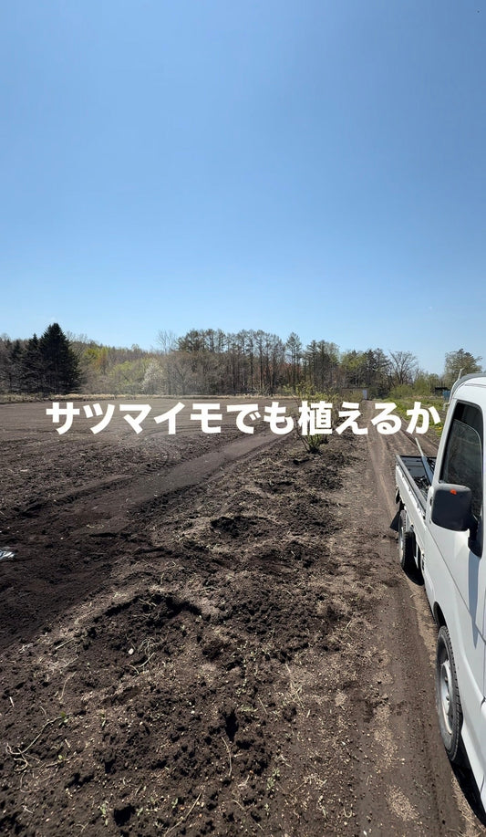 さつまいもでも植えてみるか