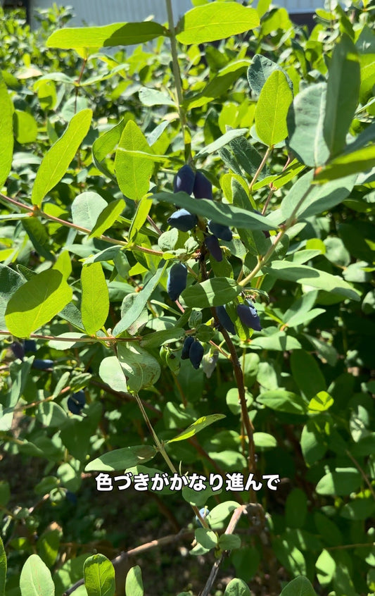 いよいよ明日、初出荷！