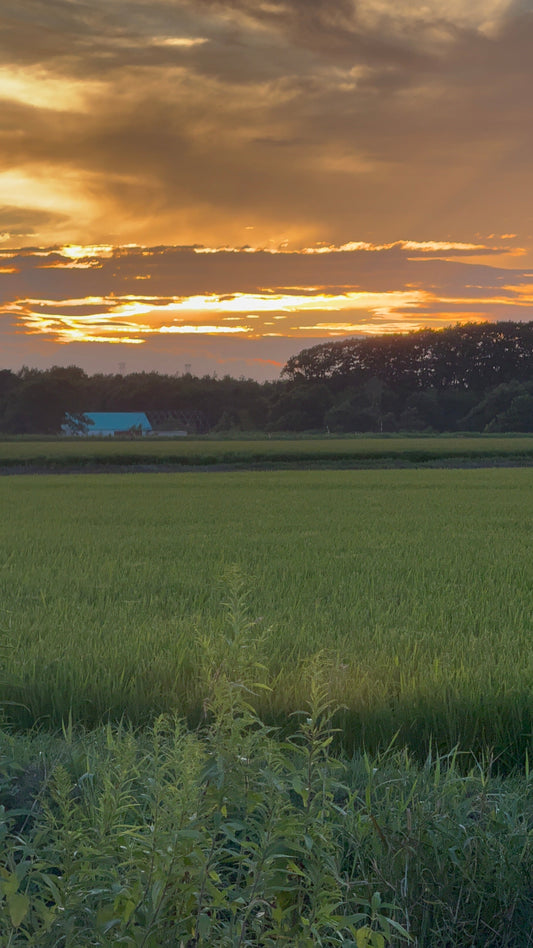 夕暮れの畑で想うこと