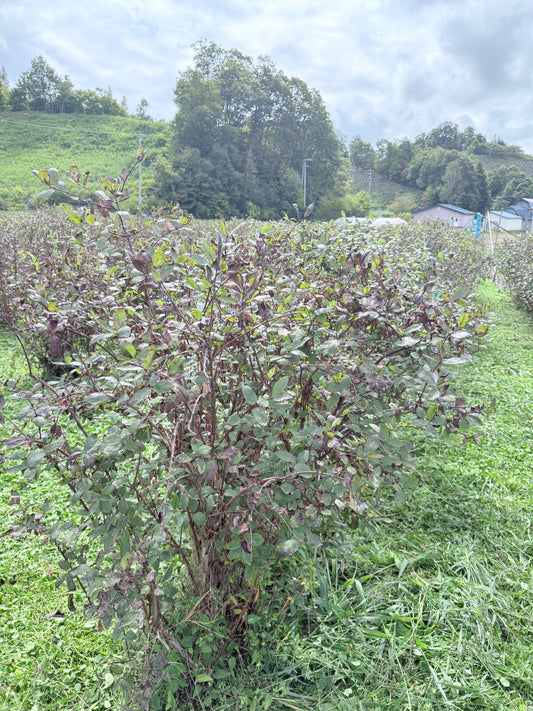 今シーズン最後の草刈り中