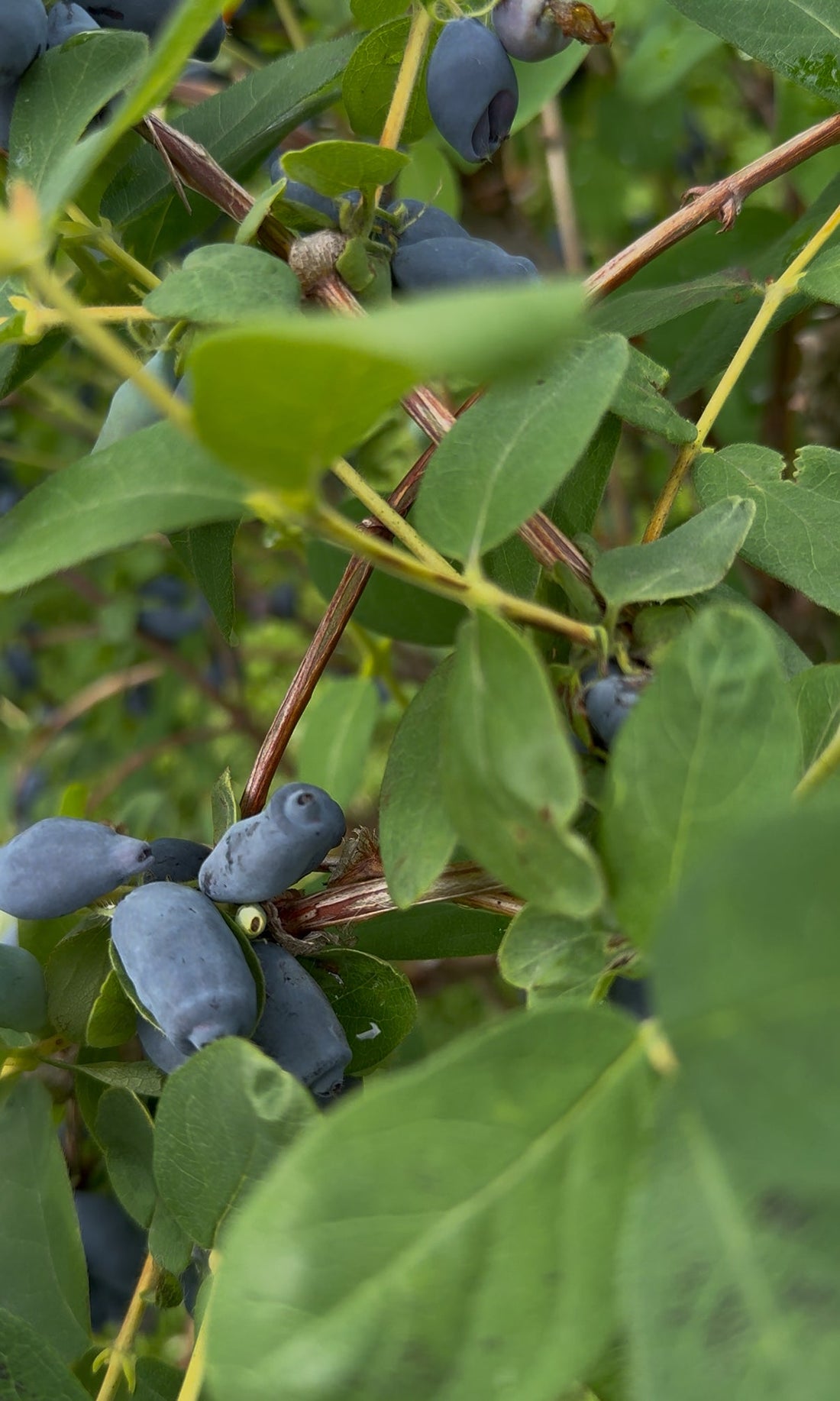 雨上がり、畑の鼓動を聞く