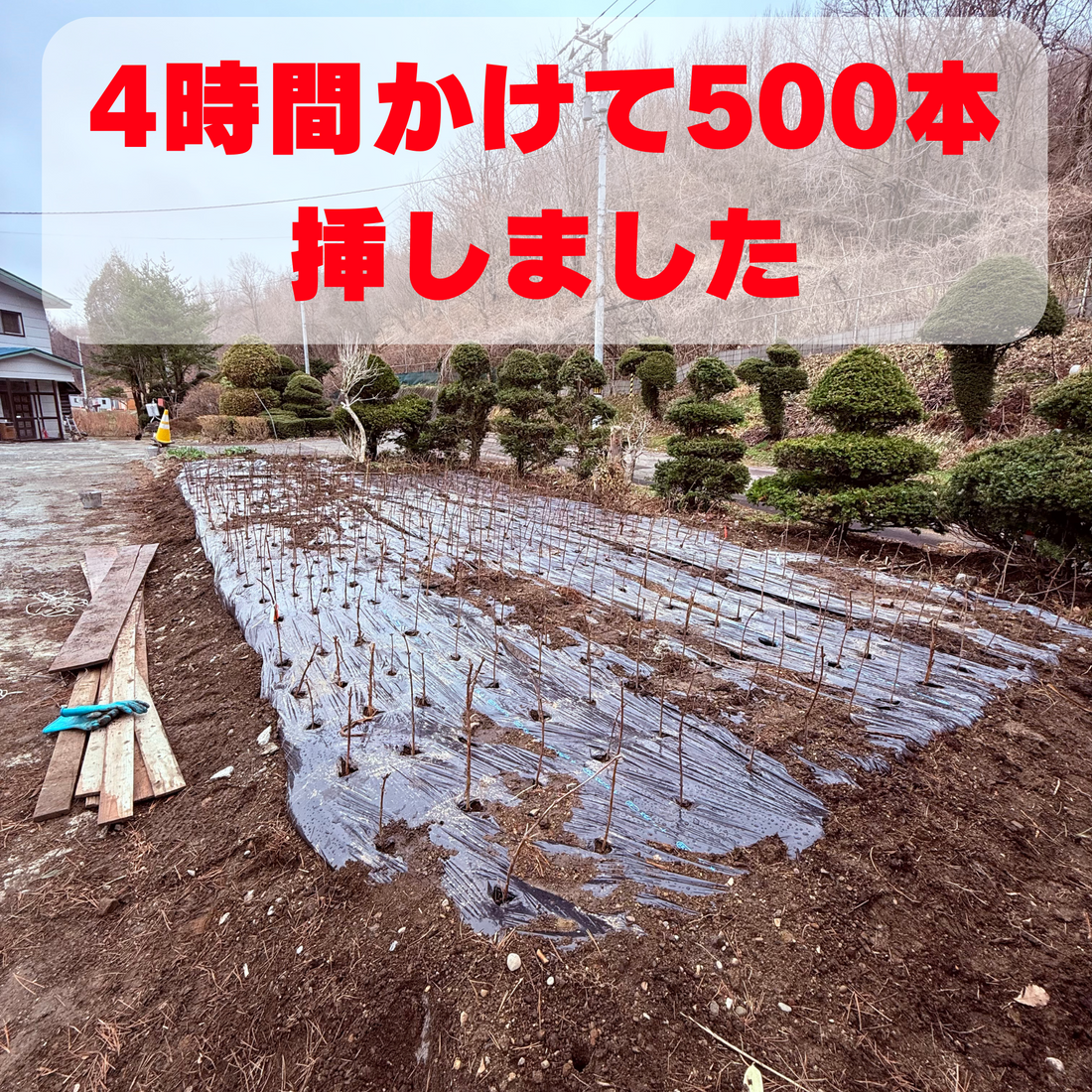 春の一大作業！ハニーベリーの挿し木に挑む理由とは？
