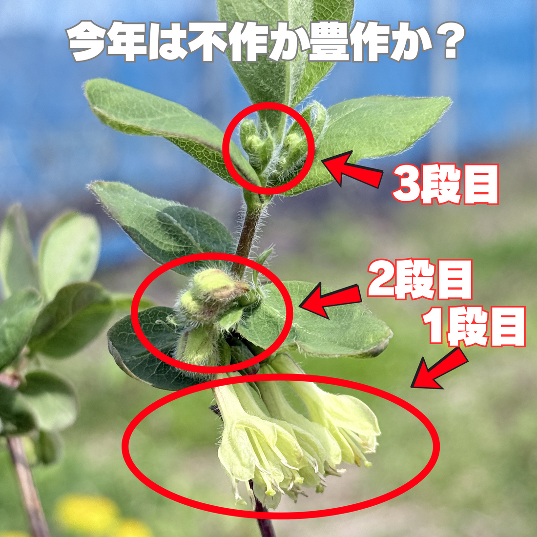 開花宣言！