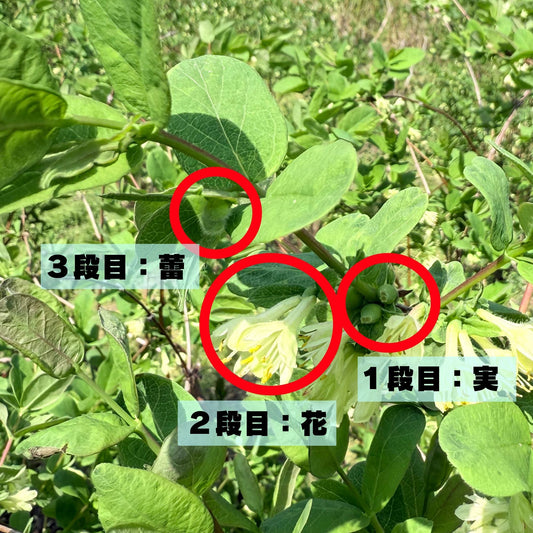 マルハナバチの羽音が運ぶ豊作の兆し──ハニーベリー畑・草刈りと受粉の物語