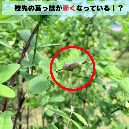 赤く巻いた葉が鳴らす警報