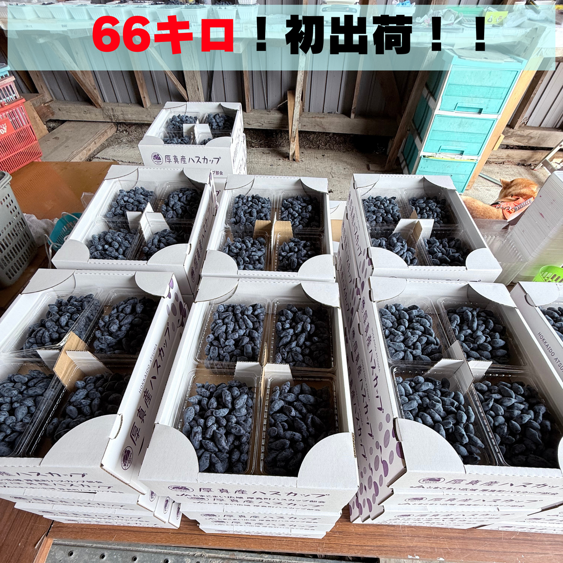 66キロの青い夜明け