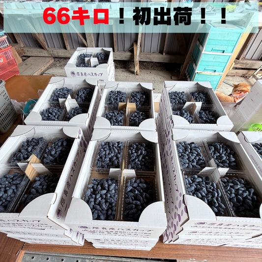 66キロの青い夜明け