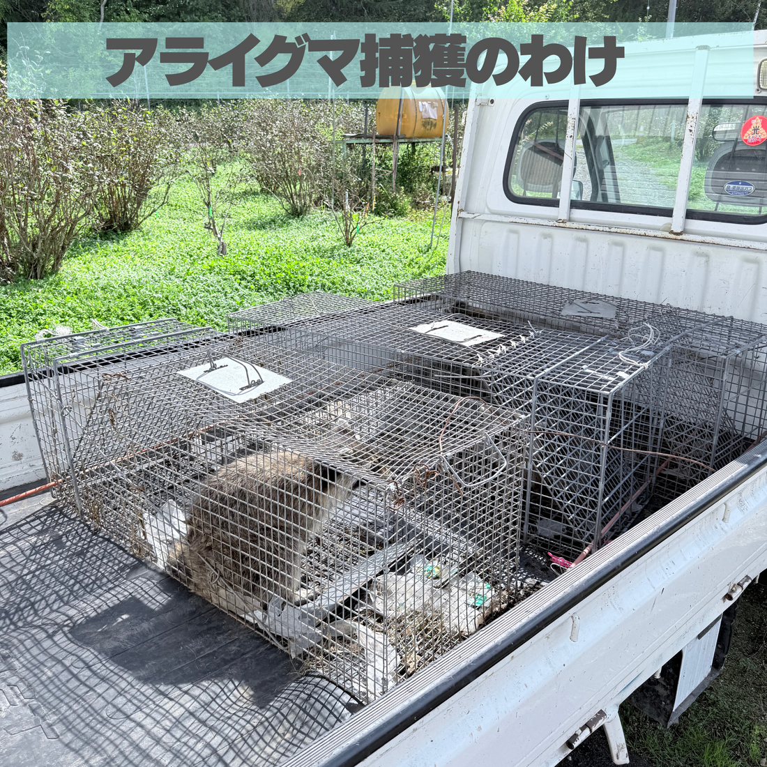 アライグマ捕獲のわけ