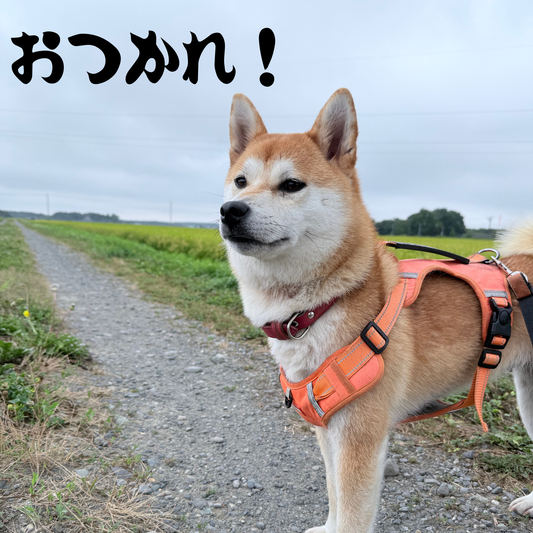 SGS出店を振り返り