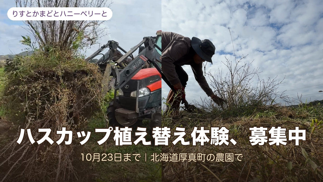ハスカップ植え替え体験、募集中