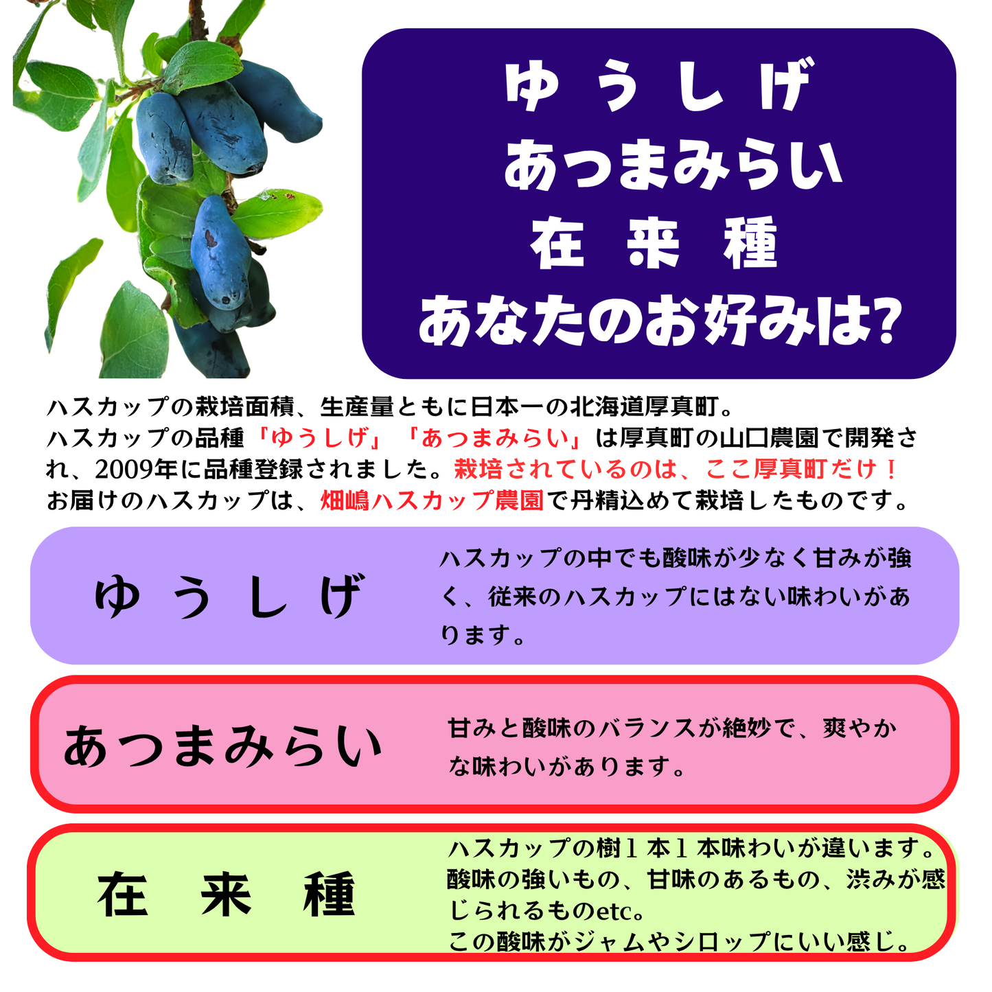 北海道産冷凍ハスカップ 1kg〈あつまみらい＆在来オールスターズ〉※１回のご購入で１セットまで